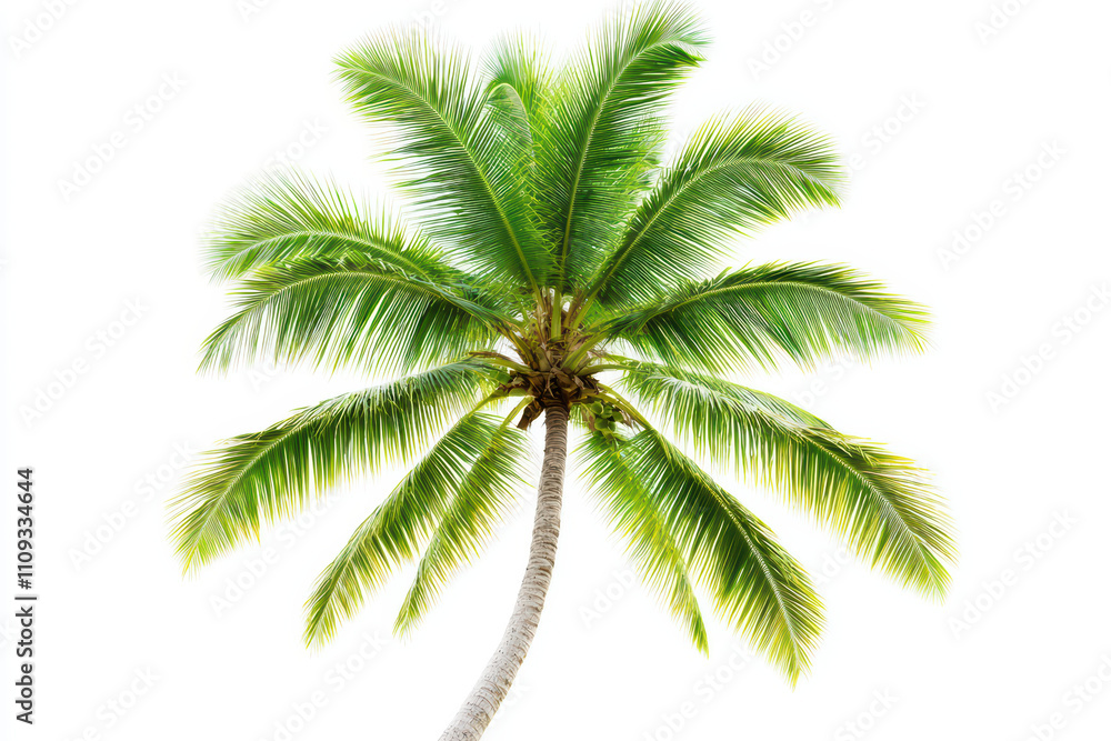 Fototapeta premium Tall palm tree with lush green leaves against bright white background, creating tropical and refreshing atmosphere