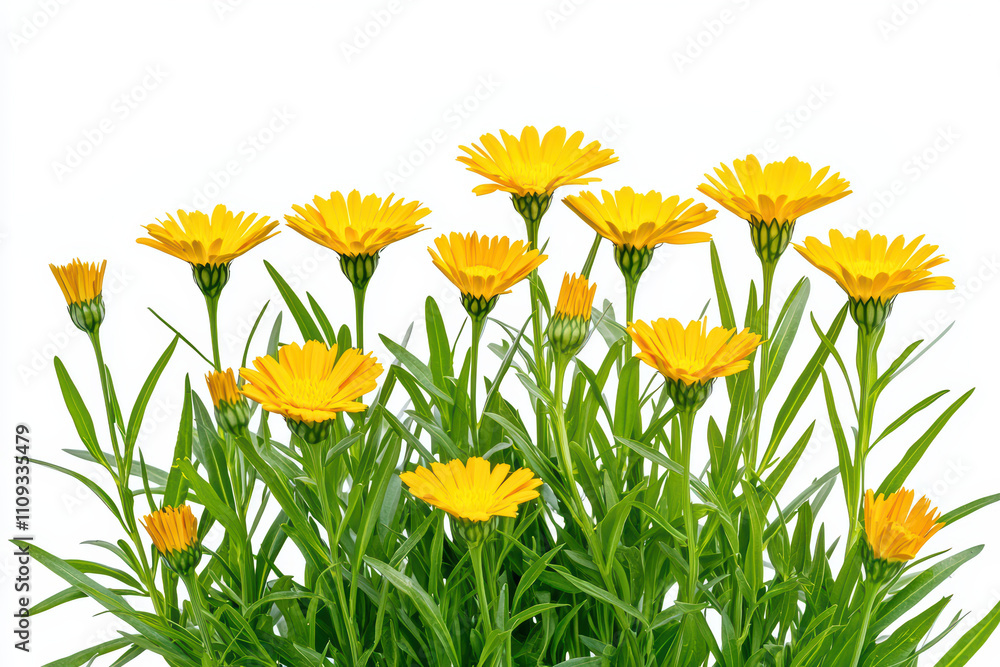 Fototapeta premium Bright yellow flowers bloom amidst lush green foliage, creating vibrant display that brings joy and warmth to any setting