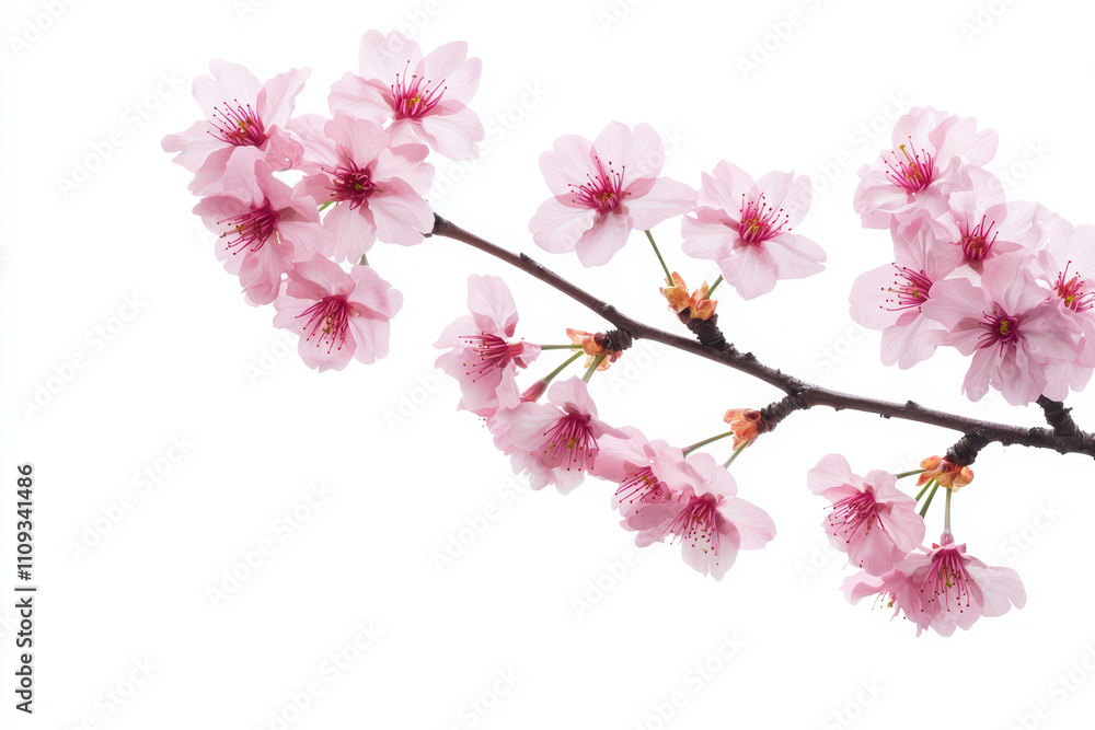 Delicate pink cherry blossoms on branch against white background, showcasing their beauty and elegance. Perfect for spring themes and floral designs Delicate pink cherry blossoms on branch against white background, showcasing their beauty and elegance. Perfect for spring themes and floral designs
