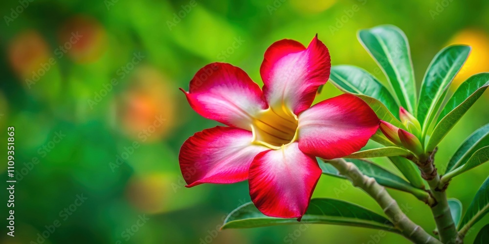 Beautiful adenium flower in bloom with vibrant red and pink petals on green background, adenium, flower, bloom, red, pink