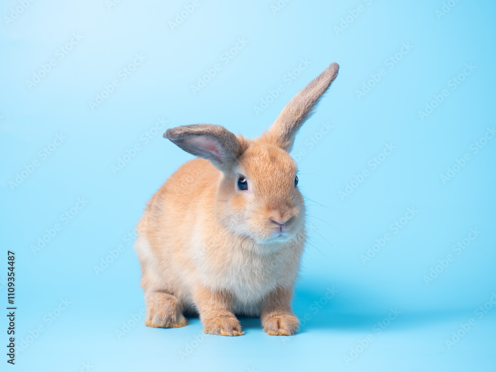 Fototapeta premium Orange cute rabbit on blue background. Lovely brown rabbit sitting.