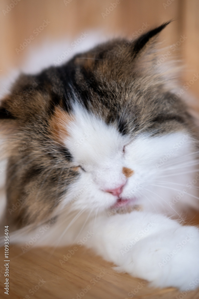 custom made wallpaper toronto digitalClose-up of cute fluffy sleepy white cat with funny face. Mixed breed cat between Maine Coon and Scottish Fold.