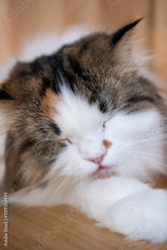 Wallpaper Mural Close-up of cute fluffy sleepy white cat with funny face. Mixed breed cat between Maine Coon and Scottish Fold. Torontodigital.ca