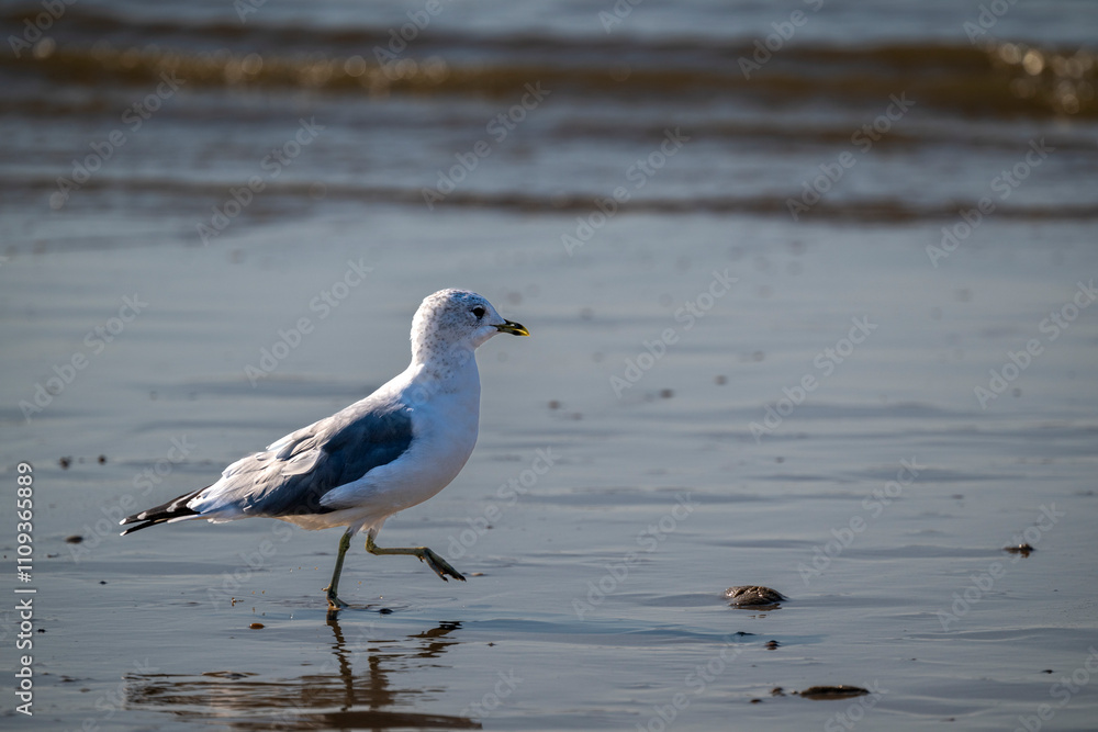 Seagull on a Peaceful Stroll by the Water's Edge Seagull on a Peaceful Stroll by the Water's Edge