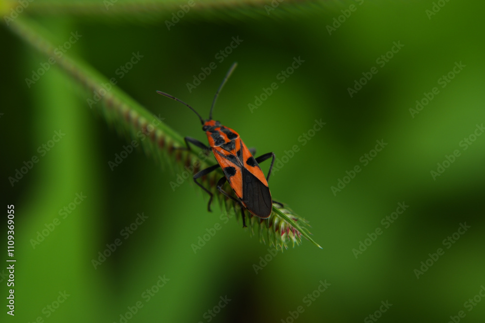 Macro close up of Large Milkweed Bug on leaf Macro close up of Large Milkweed Bug on leaf
