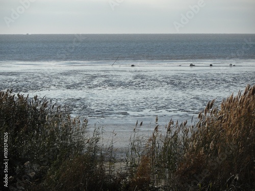 Frozen sea at the end of autumn, low tide photo