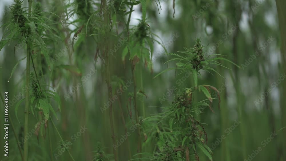 Close-up view of hemp plants in dense field, showcasing intricate leaves and stems natural organic setting highlighting sustainable agriculture and eco-friendly farming practices. hemp plants in field Close-up view of hemp plants in dense field, showcasing intricate leaves and stems natural organic setting highlighting sustainable agriculture and eco-friendly farming practices. hemp plants in field