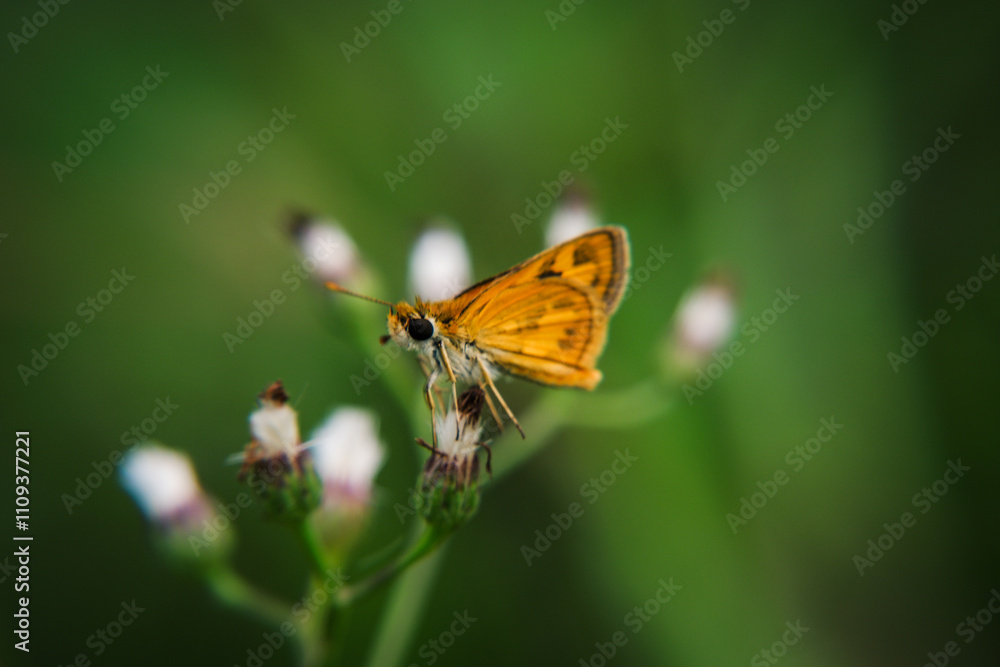 A beautiful butterfly photographed in its habitat. Nature background. Carcharodus alceae, Mallow Skipper, macro photography A beautiful butterfly photographed in its habitat. Nature background. Carcharodus alceae, Mallow Skipper, macro photography