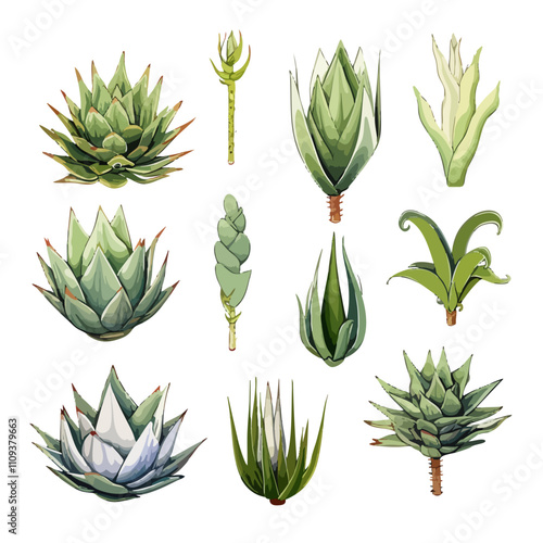 Different kind and Various shape of Agave Plants
