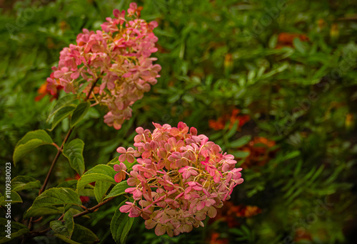 Hydrangea blooms in the summer garden