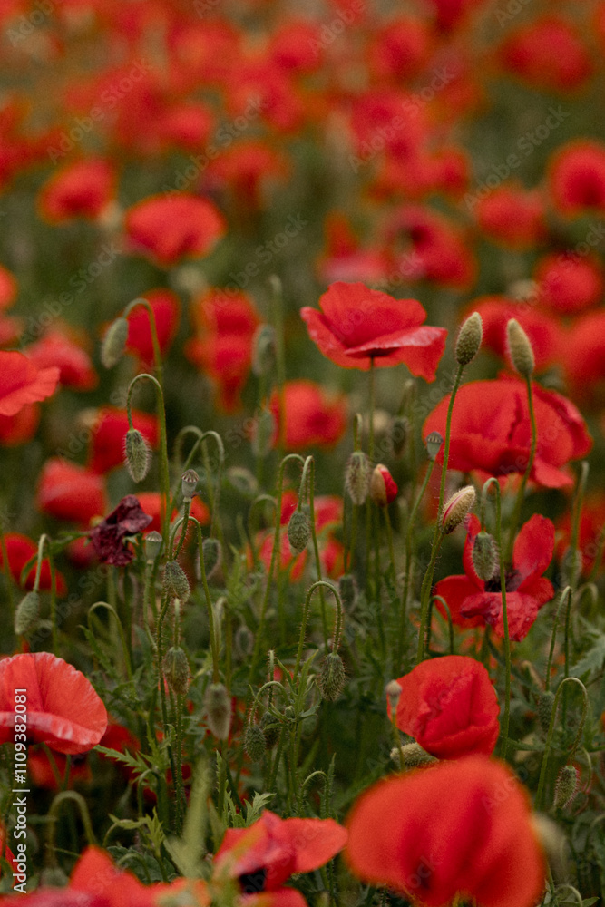 Obraz premium Field of red poppies with green foliage. Close-up floral photography showcasing blooming wildflowers. Nature and spring concept.