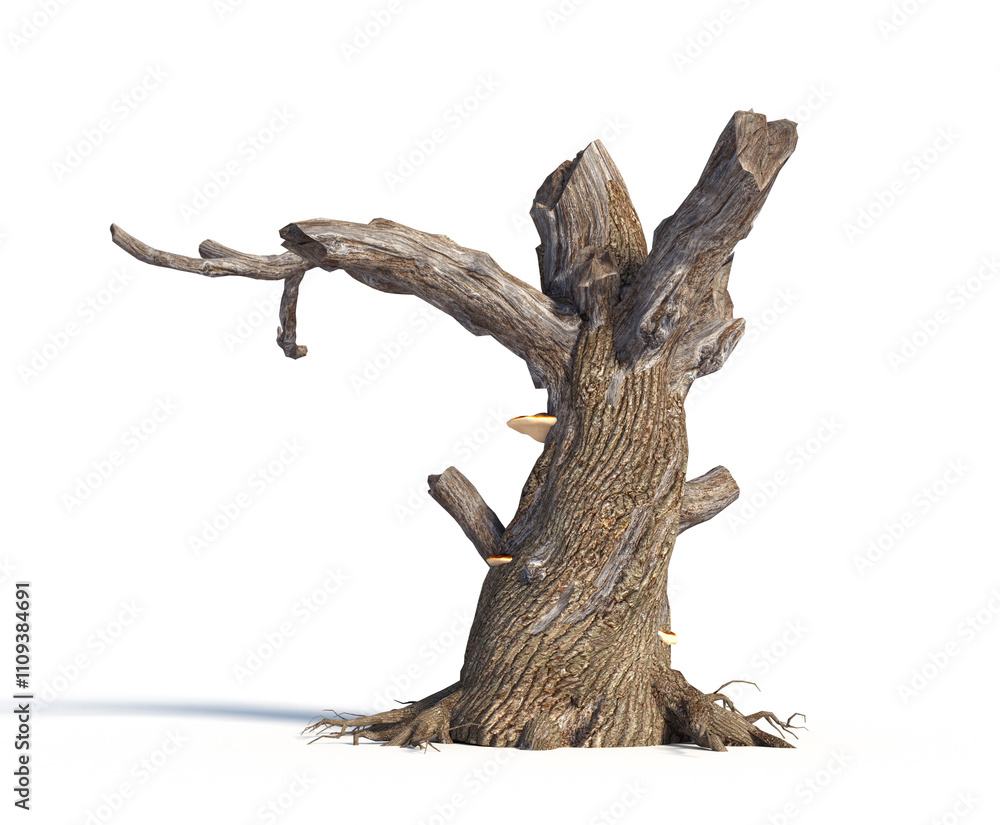Fototapeta premium Decayed tree with branches and mushrooms in a natural setting during daylight
