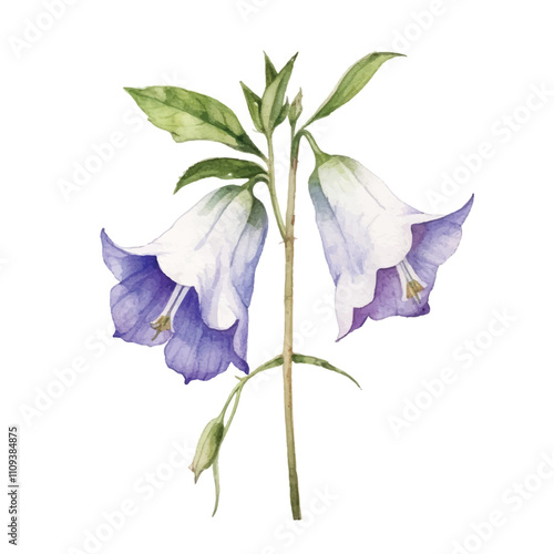 Watercolor Bell FLOWER isolated white background