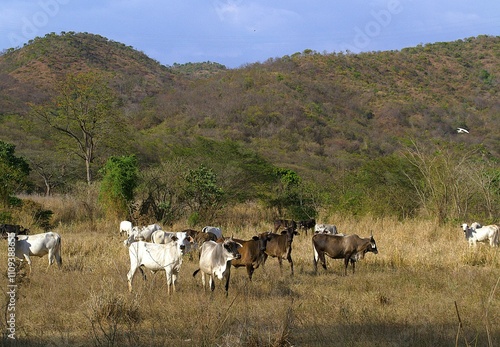 Una de las actividades mas importantes del estado aragua, es la ganaderia, bien sea de bovinos y de caprinos.. photo