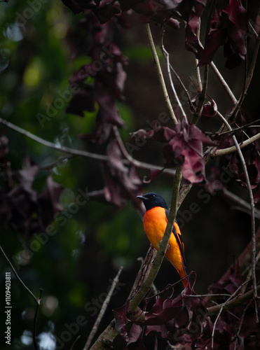 Orange Minivet ( male) perched on branch of a tree in shot in nilgris, photo