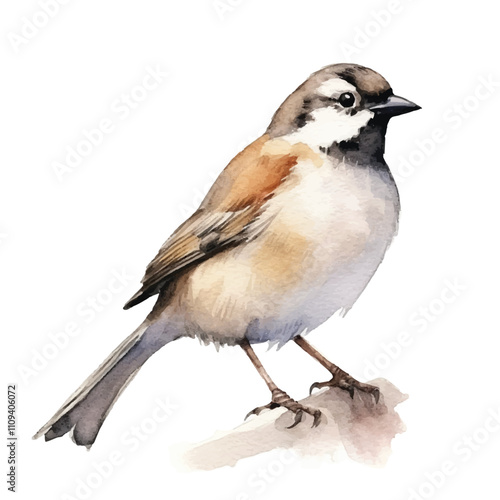 watercolor Sparrow isolated white background