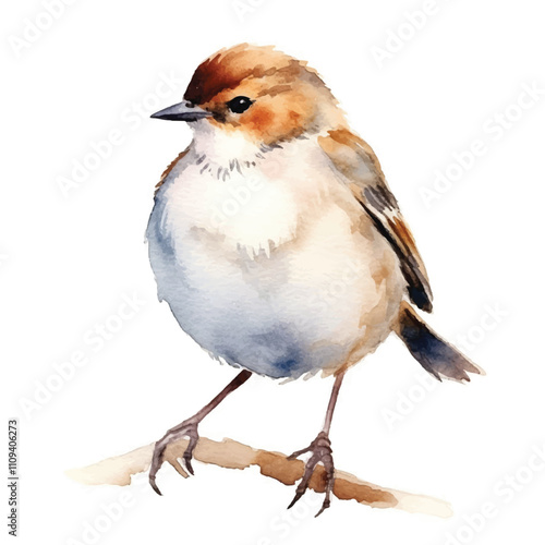 watercolor Sparrow isolated white background