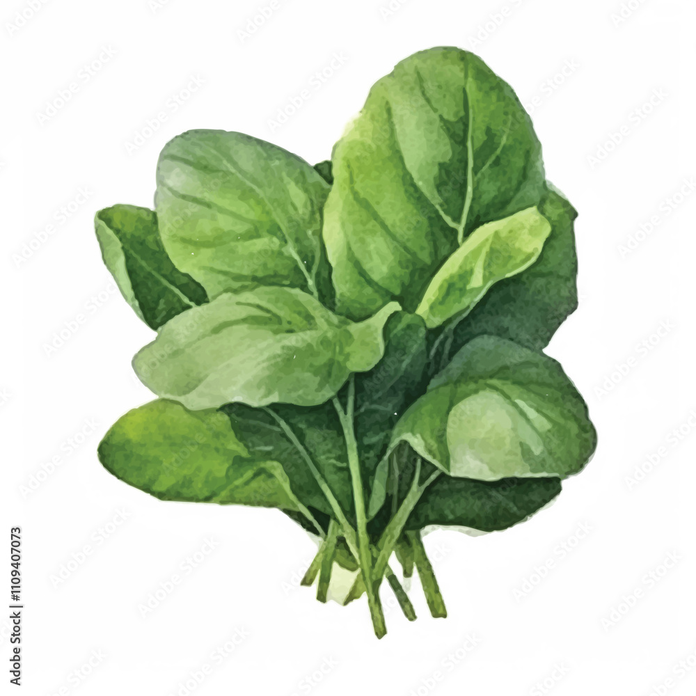 Obraz premium watercolor Spinach isolated white background