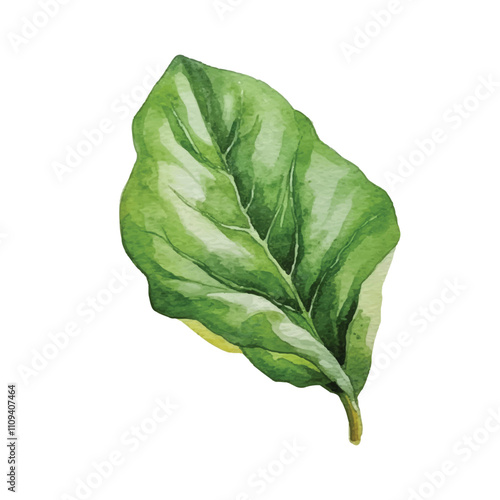 watercolor Spinach isolated white background