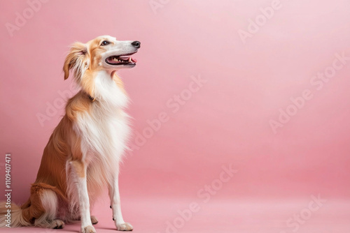 Silken Windhound sitting on pink background. photo