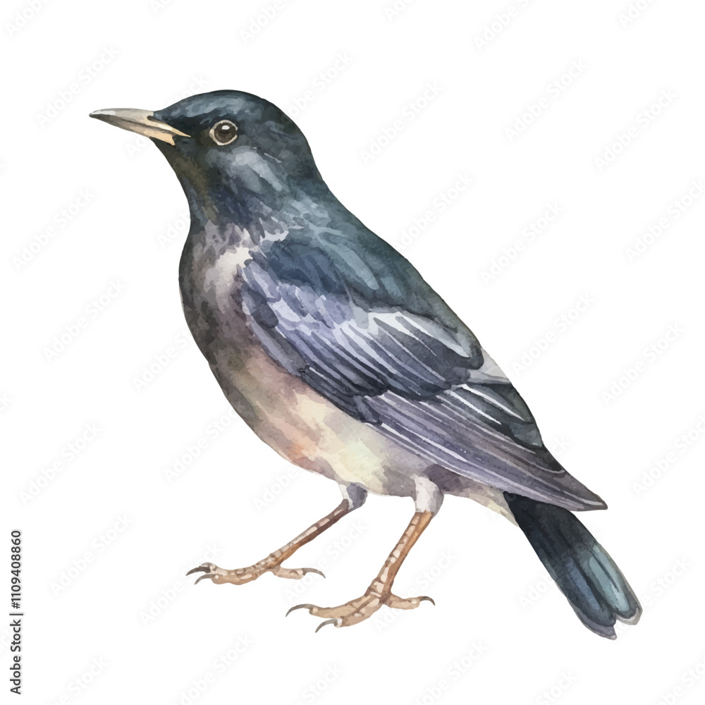 watercolor Starling isolated white background watercolor Starling isolated white background