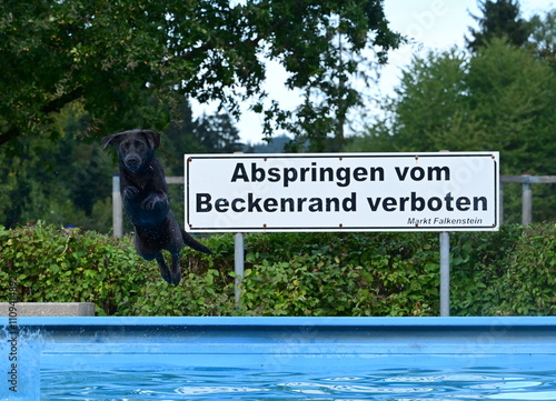 Abspringen vom Beckenrand verboten. Verbotsschild am Rand einen Schwimmbeckens neben dem Ein schwarzer Hund gerade ins Becken springt photo