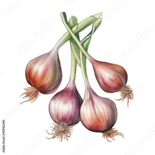 watercolor Shallot isolated white background