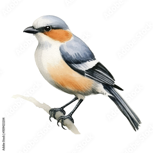 watercolor Shrike isolated white background