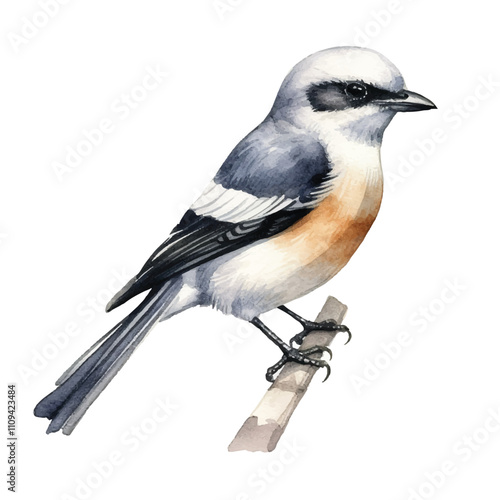 watercolor Shrike isolated white background