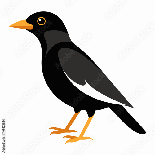 mynah bird vector icon with white background photo