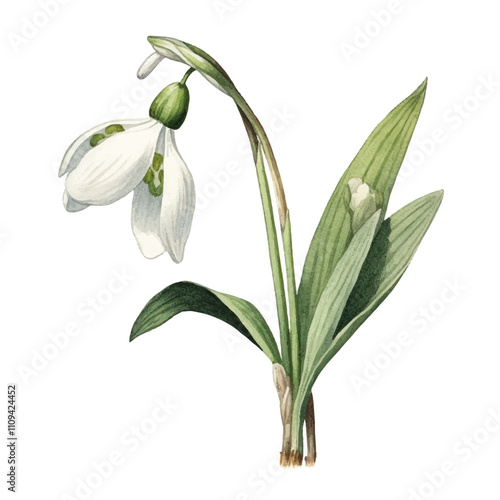 watercolor Snowdrop flower isolated white background