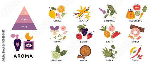 Fragrance pyramid, aroma set. Essential oil plants, herbs, fruits and berries. Various notes of perfume, popular aroma essences, Smell categories. Trendy modern vector illustration, hand drawn, flat