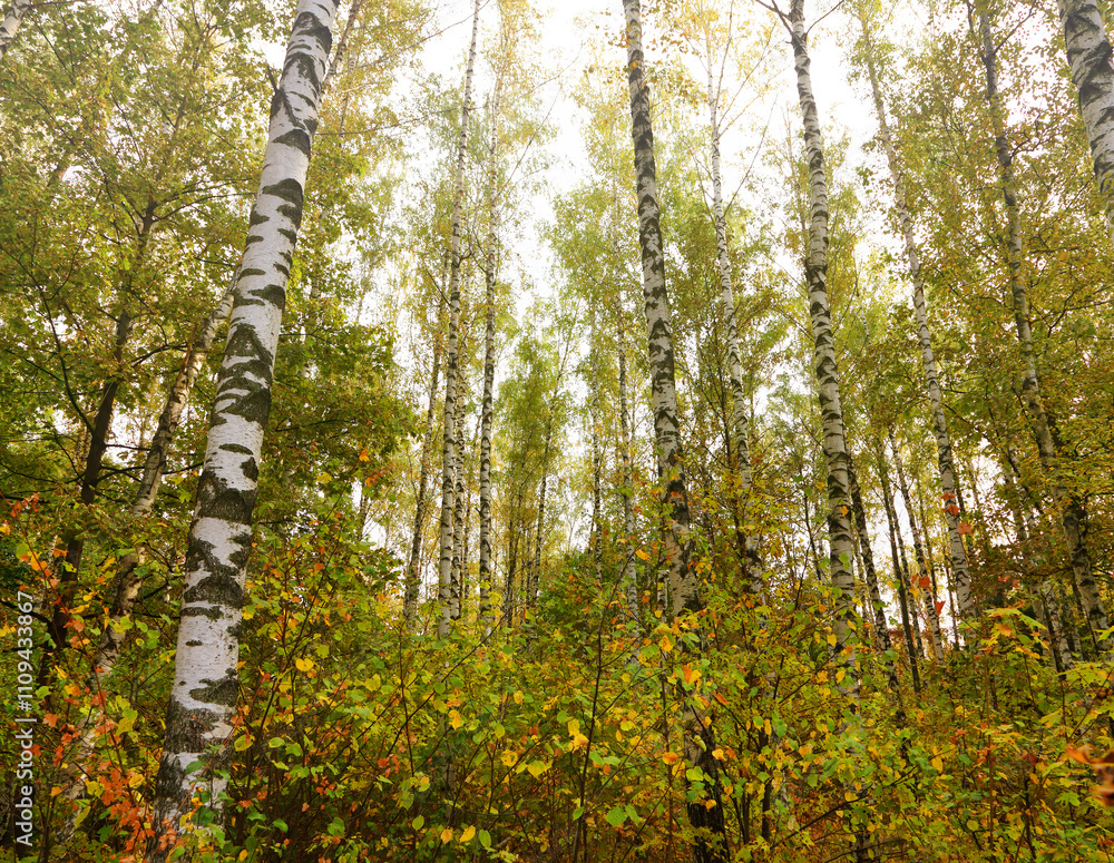 Fototapeta premium Birch grove on a sunny autumn day. Birch tree forest. Common silver birch, Betula verrucosa