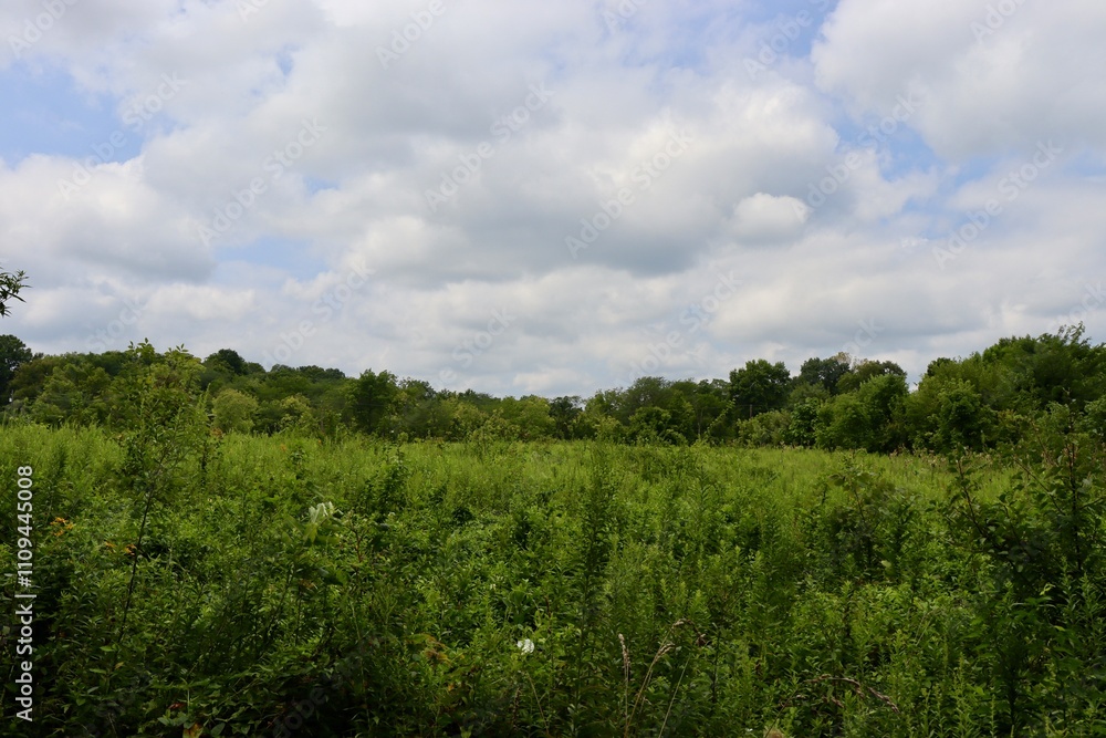 The tall grass field in the countryside on a sunny day. The tall grass field in the countryside on a sunny day.