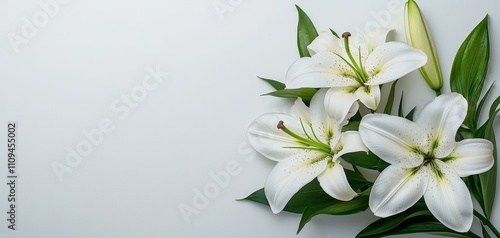 Elegant White Lily Trio Serene Macro View of Delicate Blooms on Minimalist Surface - Pure Elegance for Greeting Cards, Weddings, or Beauty
