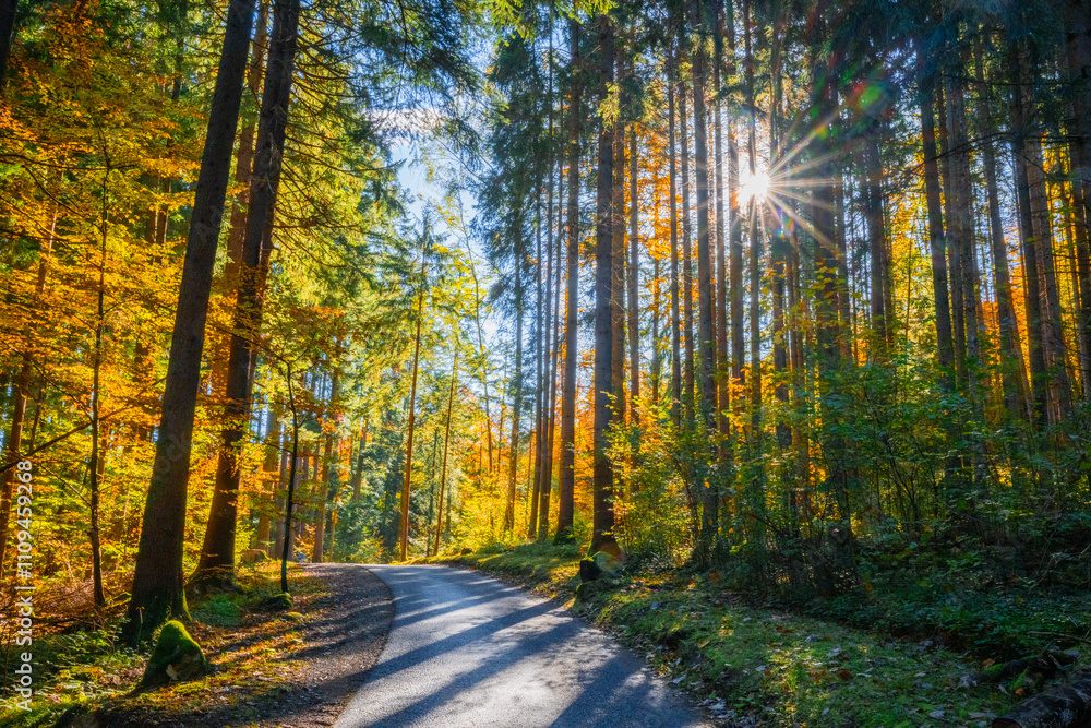 Fototapeta premium Fall Autumn and colorful leaves in the State of Vorarlberg, Austria
