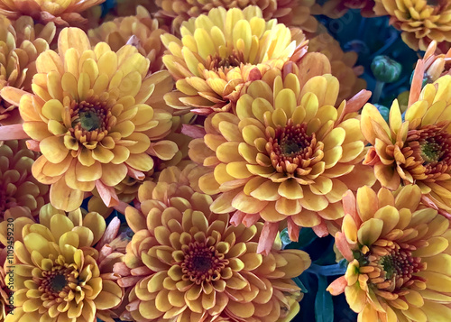 Full Frame Of Yellow, Pink, And Gold Colored Chrysanthemums