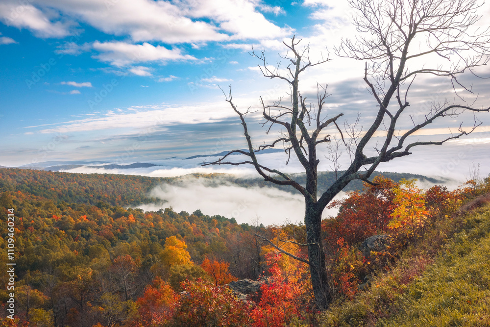 Fototapeta premium Shenandoah National Park - Virginia, United States