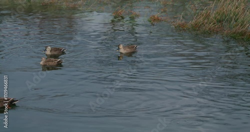 冬の東京郊外 多摩川沿いの午後の風景