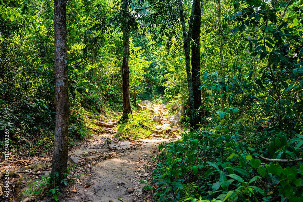 Fototapeta premium 山道(ジブリ感)
