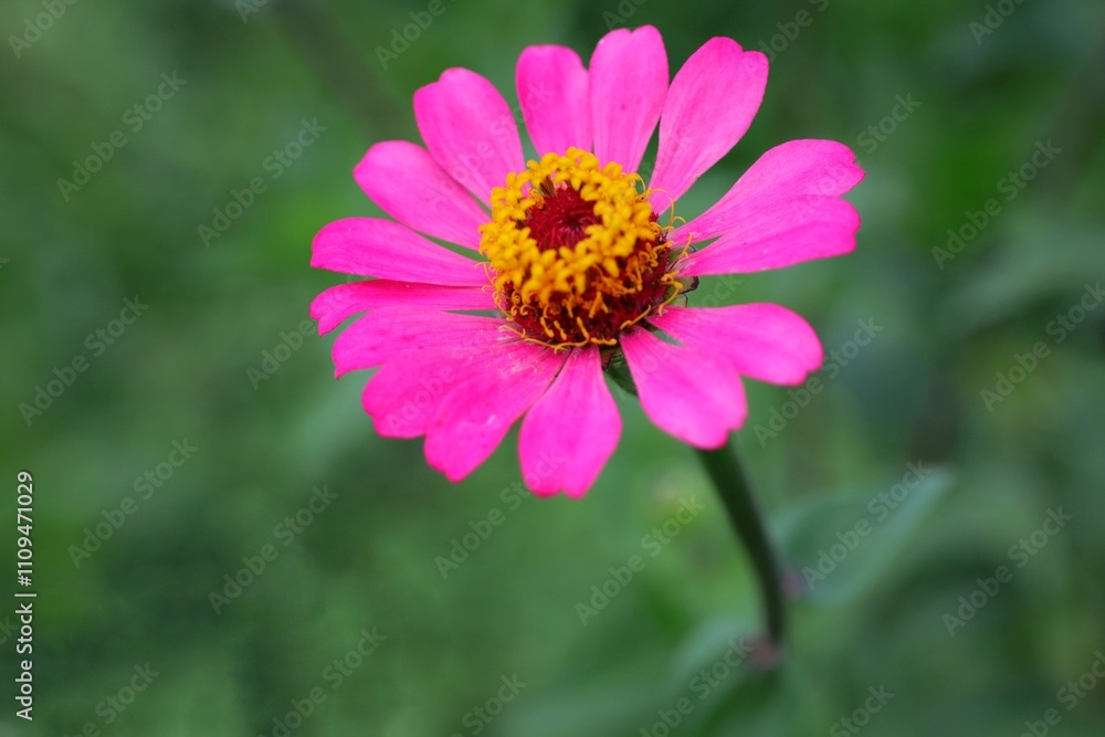 Fototapeta premium Zinnia elegans flowers in bloom on a blurred background