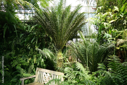 Tropische Pflanzen im Botanischen Garten von Kiel photo