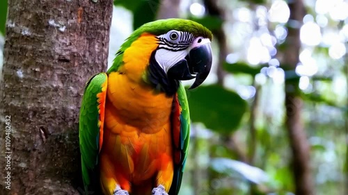 Wallpaper Mural Beautiful Blue and Yellow Macaw Sitting In The Forset Torontodigital.ca