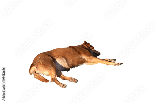 Isolated PNG of a Sleeping Brown Dog Laying Down