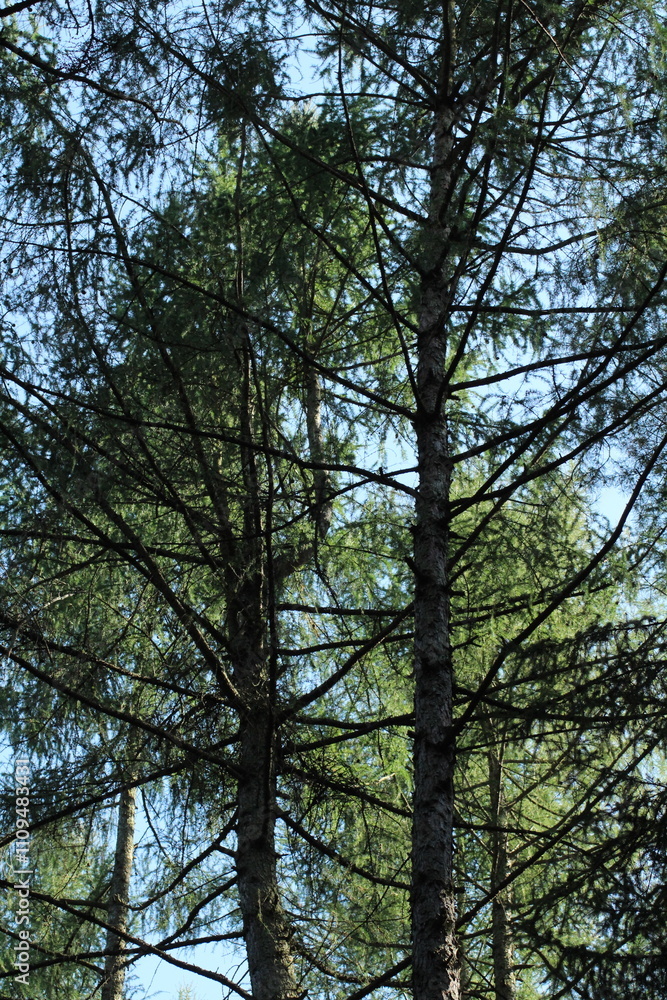 Fototapeta premium Beautiful green forest background. Spruce trees in forest