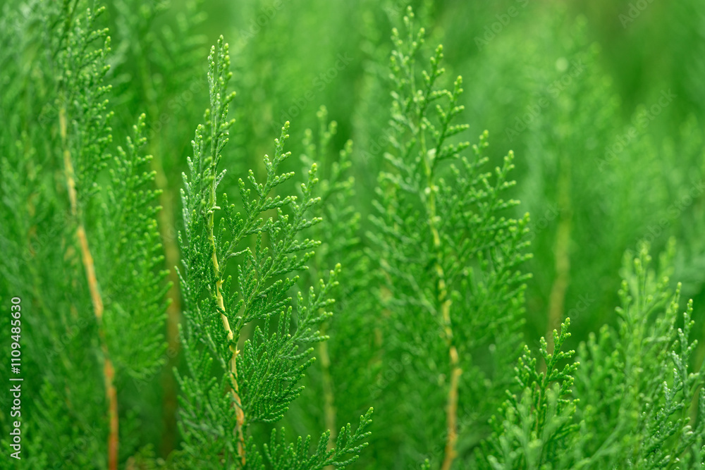 Juniper in close-up. Evergreen cypress outdoors