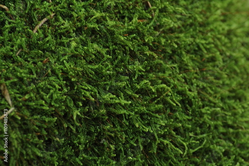 Green Moss background . Star Moss (POLYTRICHUM COMMUNE) seen from above. 