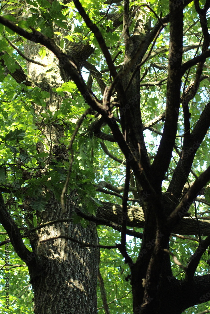 Big old Oak tree in the forest. Forest background. Green oak tree leaves background
Big old Oak tree in the forest. Forest background. Green oak tree leaves background