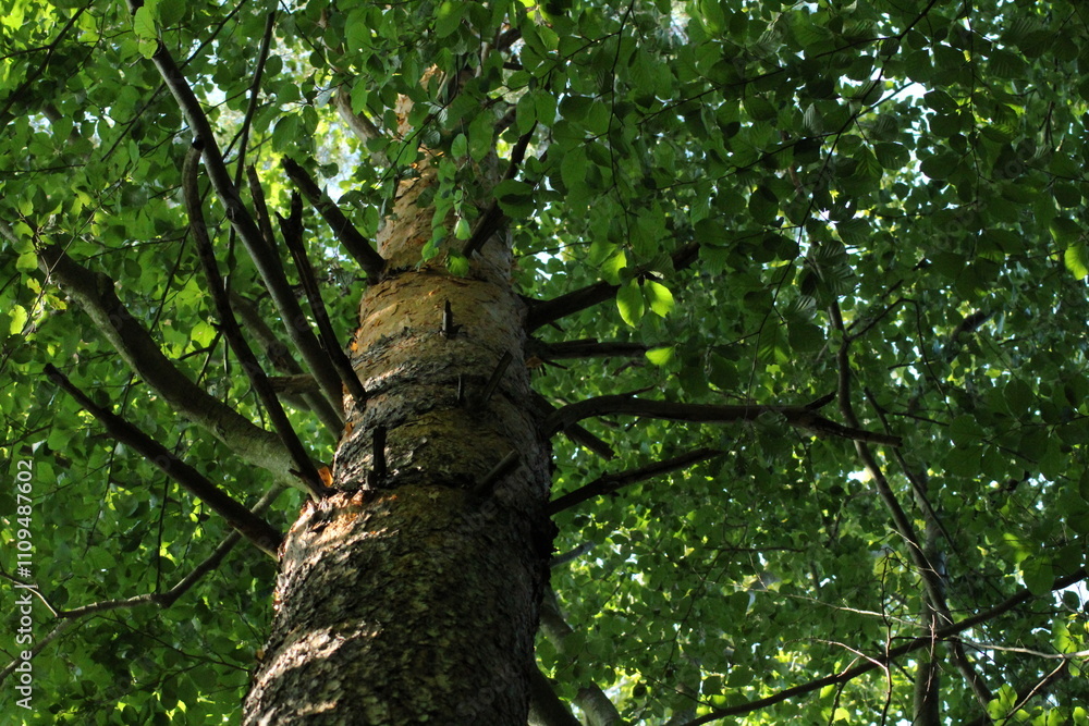 Fototapeta premium Big old Oak tree in the forest. Forest background. Green oak tree leaves background