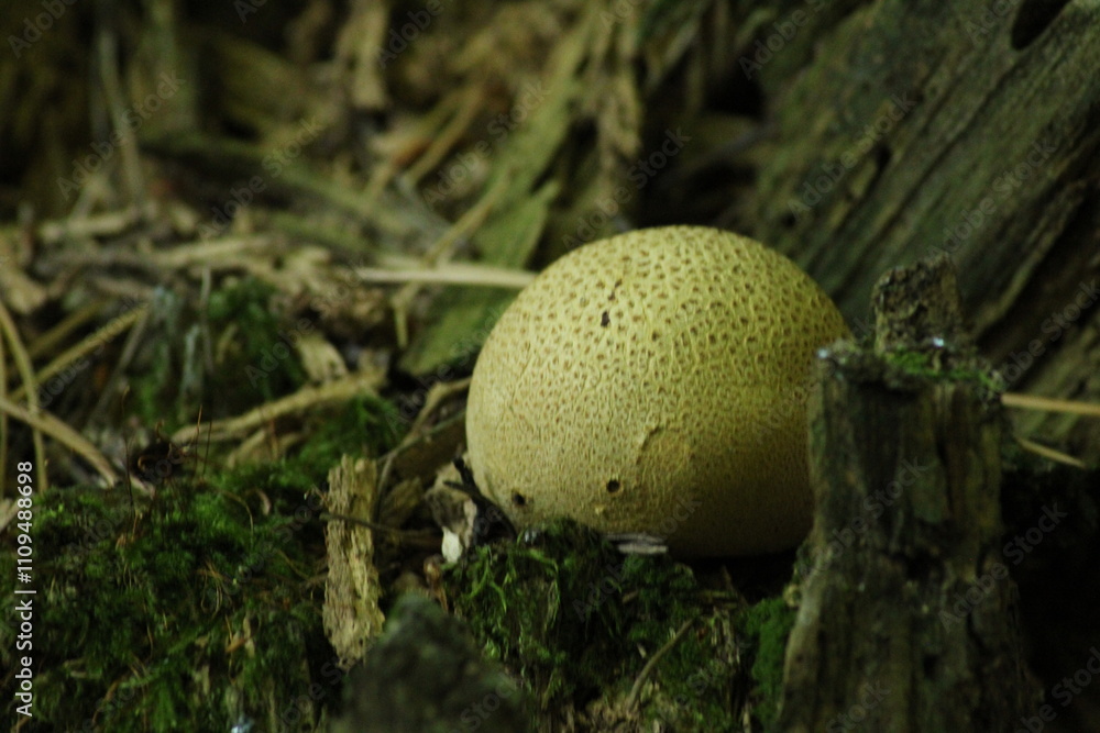poisonous mushroom Scleroderma citrinum called pigskin poison puffball or common earth ball growing in the forest. Beautiful mushroom background
poisonous mushroom Scleroderma citrinum called pigskin poison puffball or common earth ball growing in the forest. Beautiful mushroom background